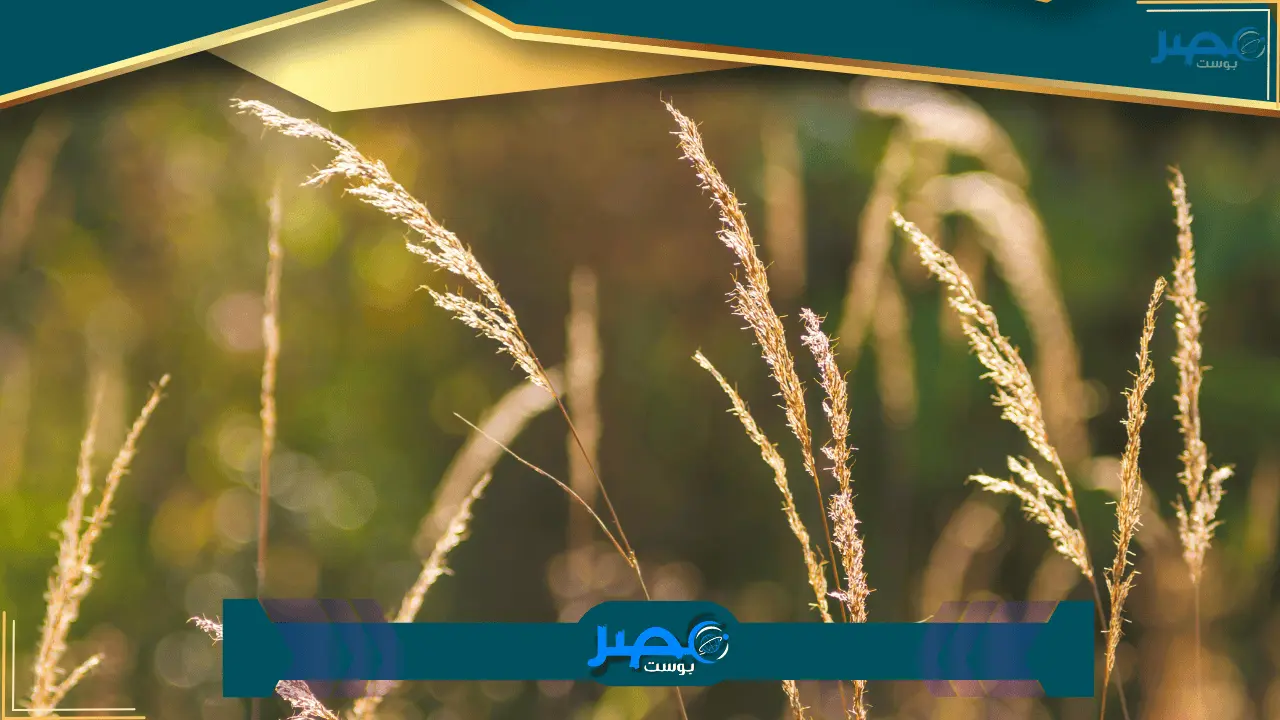 اكتشف نتيجة الشهادة الإعدادية لعام 2025 في محافظة الغربية وكيفية الاستعلام باستخدام رقم الجلوس بمجرد ظهورها، مع الرابط المباشر للتسهيل.